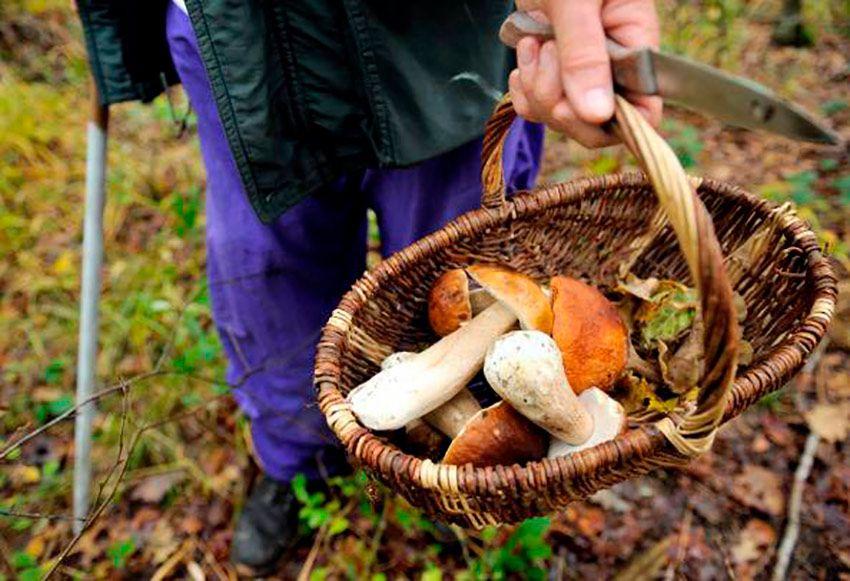 guia para comprar una cesta para setas - cestas de mimbre y castaño - la casa de las setas