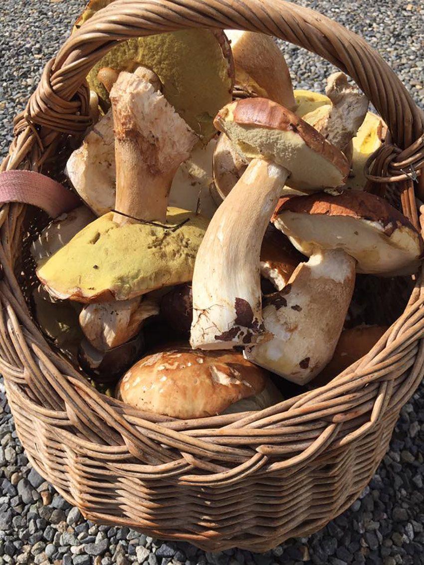 04-guia-para-comprar-cestas-para-setas