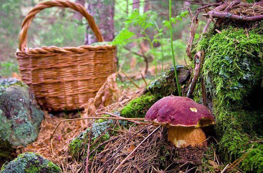 05-guia-para-comprar-cestas-para-setas