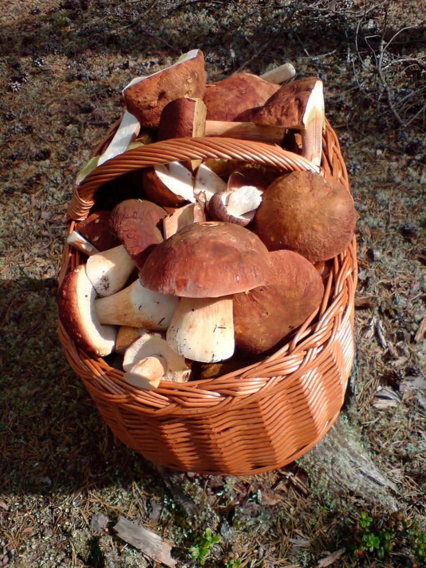 11-guia-para-comprar-cestas-para-setas