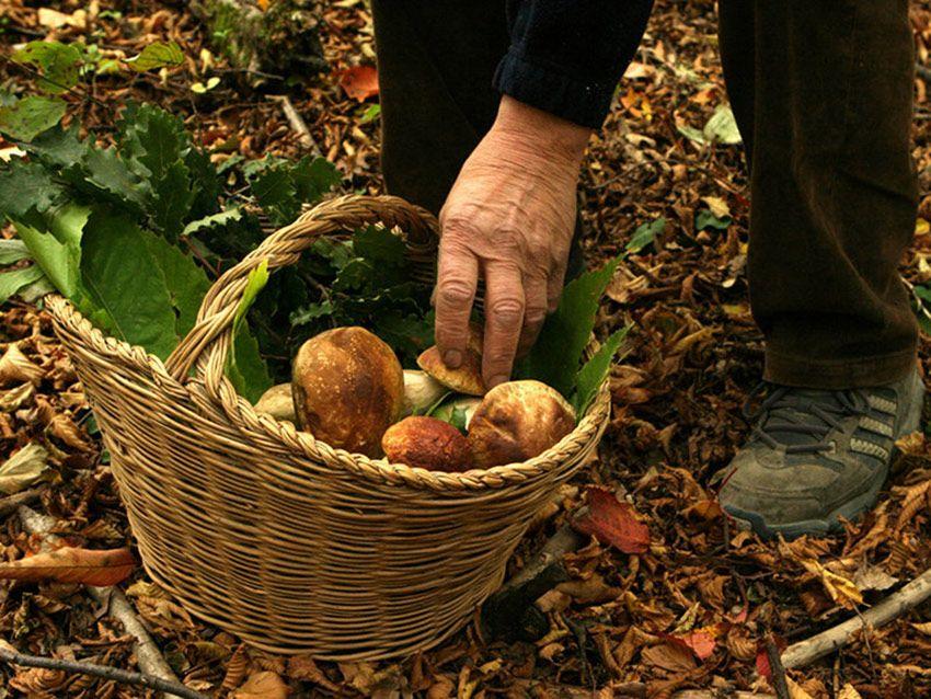 guia para comprar una cesta para setas - cestas de mimbre y castaño - la casa de las setas