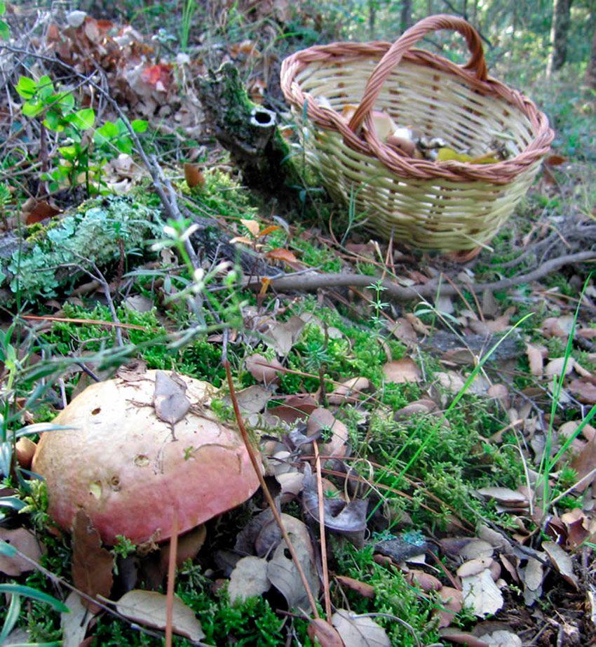 12-guia-para-comprar-cestas-para-setas