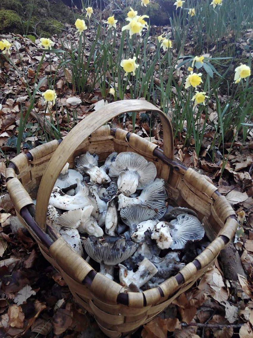 14-guia-para-comprar-cestas-para-setas