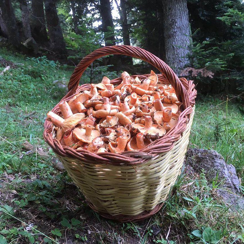 16-guia-para-comprar-cestas-para-setas