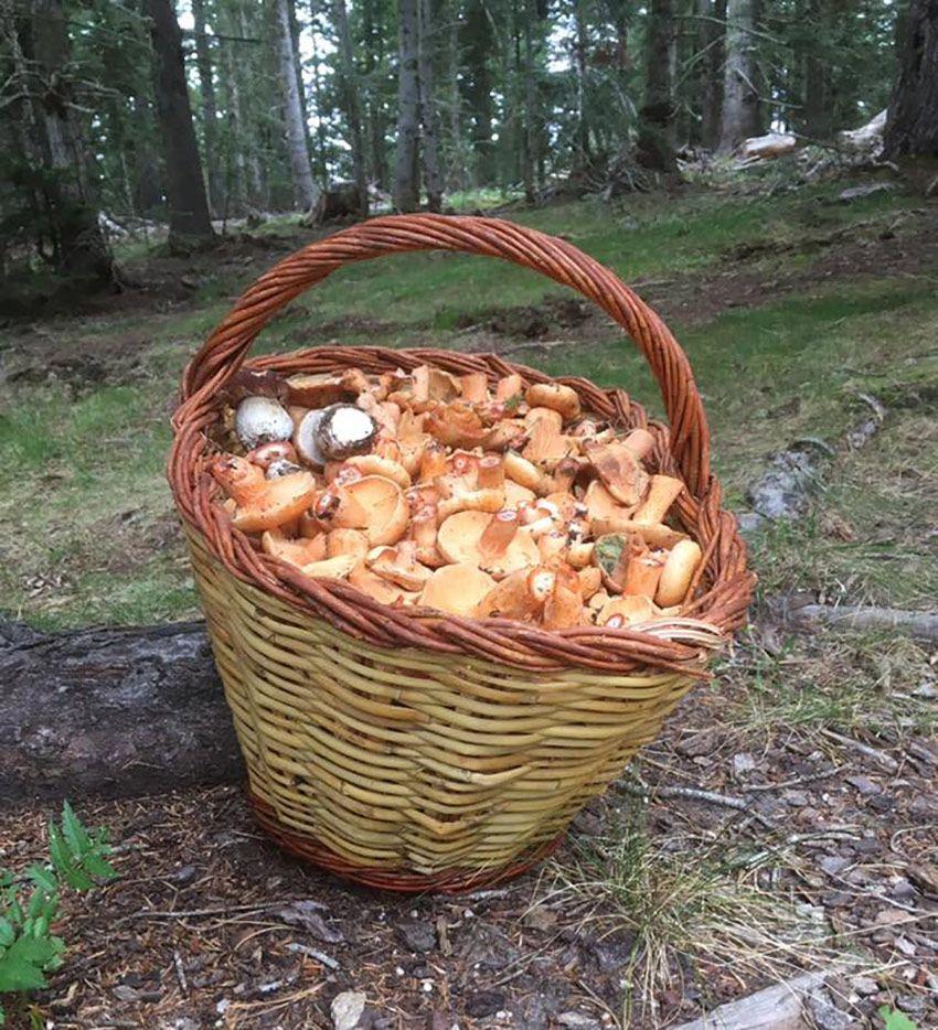 17-guia-para-comprar-cestas-para-setas