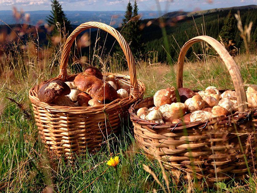 18-guia-para-comprar-cestas-para-setas