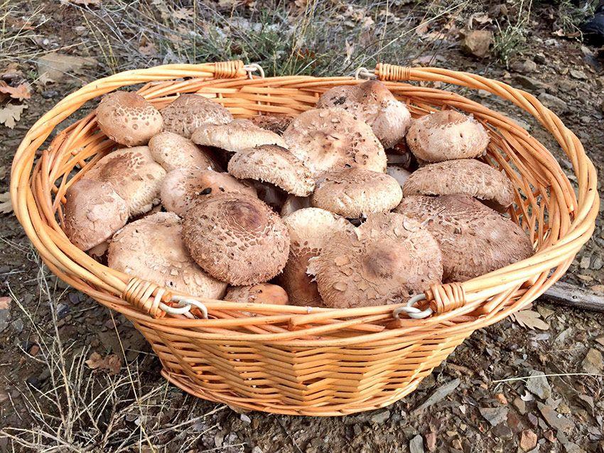 01-guia-para-comprar-cestas-para-setas