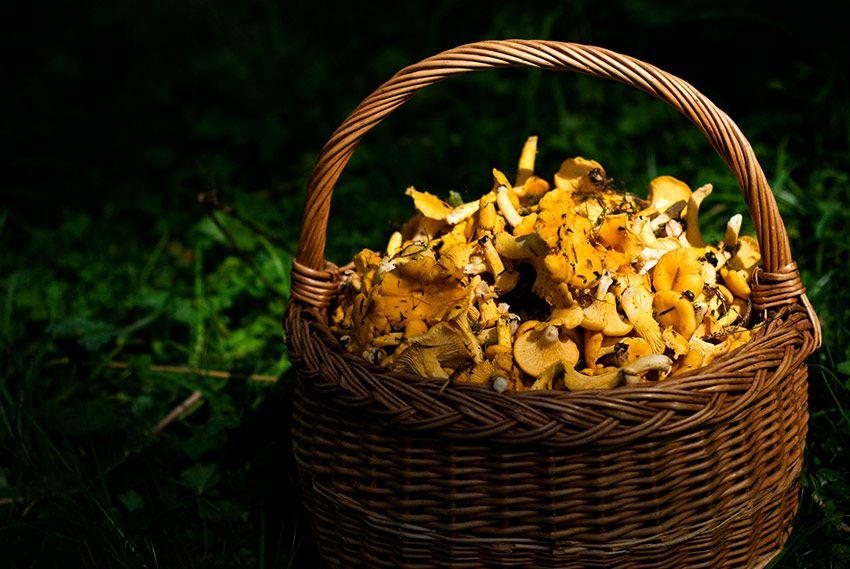 guia para comprar una cesta para setas - cestas de mimbre y castaño - la casa de las setas