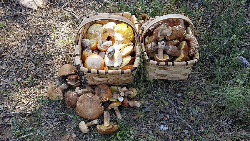 guia para comprar una cesta para setas - cestas de mimbre y castaño - la casa de las setas