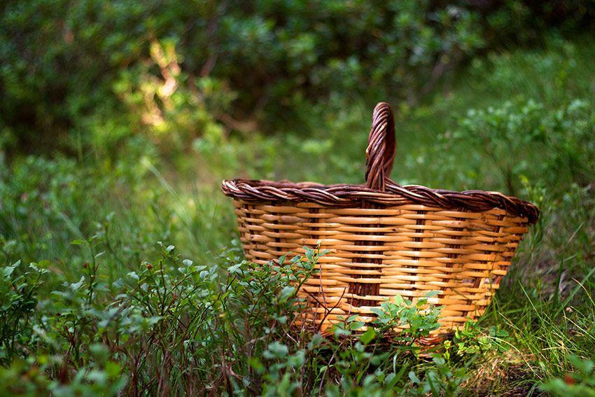 guia para comprar una cesta para setas - cestas de mimbre y castaño - la casa de las setas