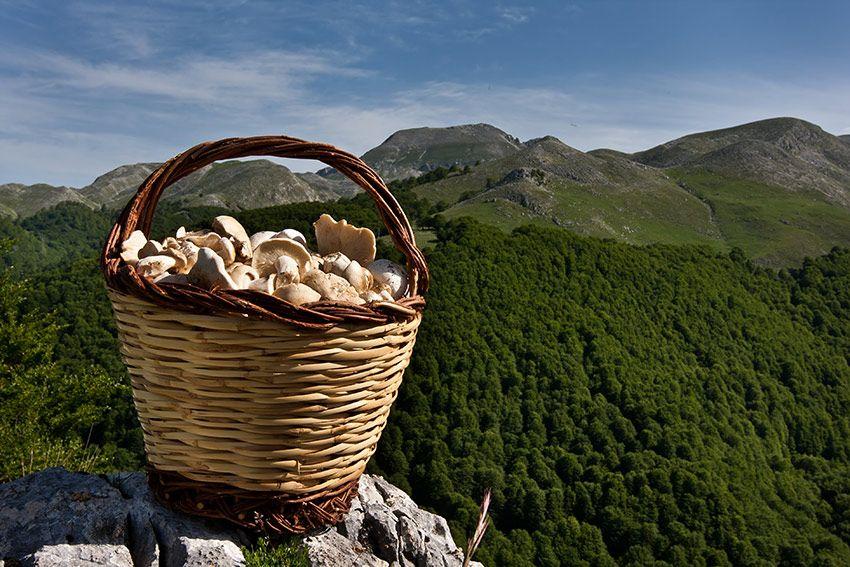 08-guia-para-comprar-cestas-para-setas