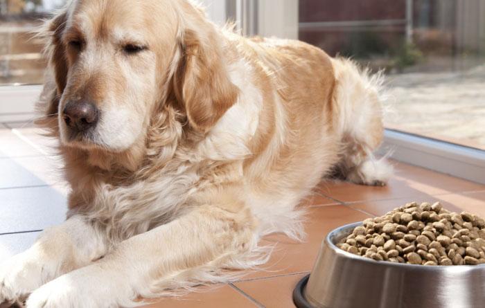 Cómo Alimentar A Una Perra Después Del Parto Mascotas 