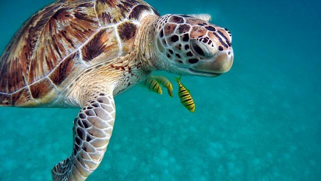 Tortugas marinas especies acuáticas en peligro de extinción