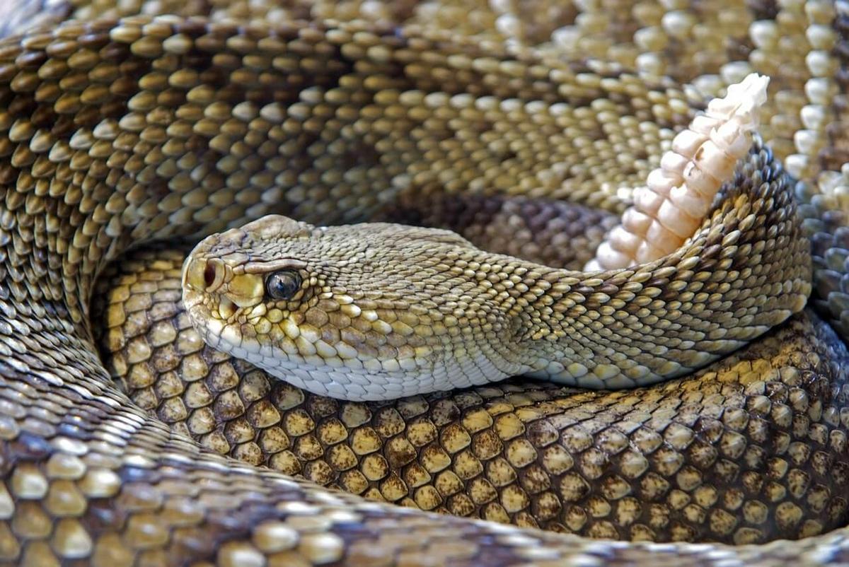 serpiente los animales más peligrosos