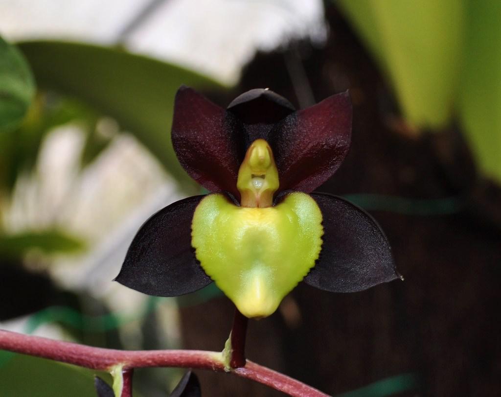 Catasetum tenebrosum Kranzl.