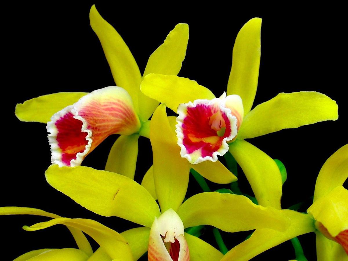 Cattleya luteola