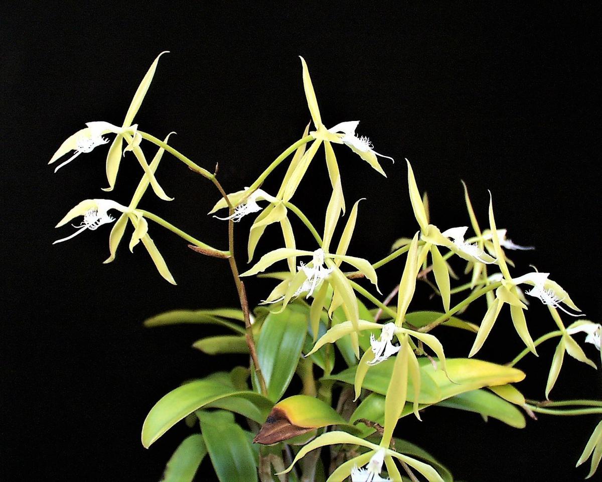 Epidendrum ciliare