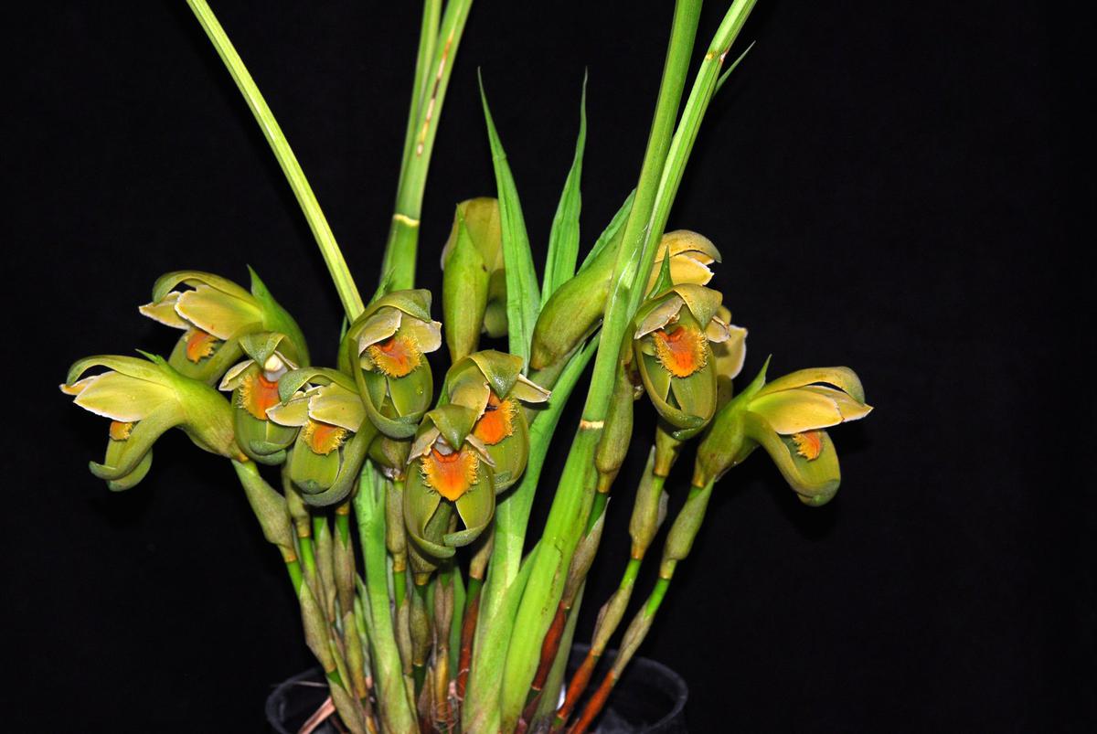 Lycaste reichenbachii