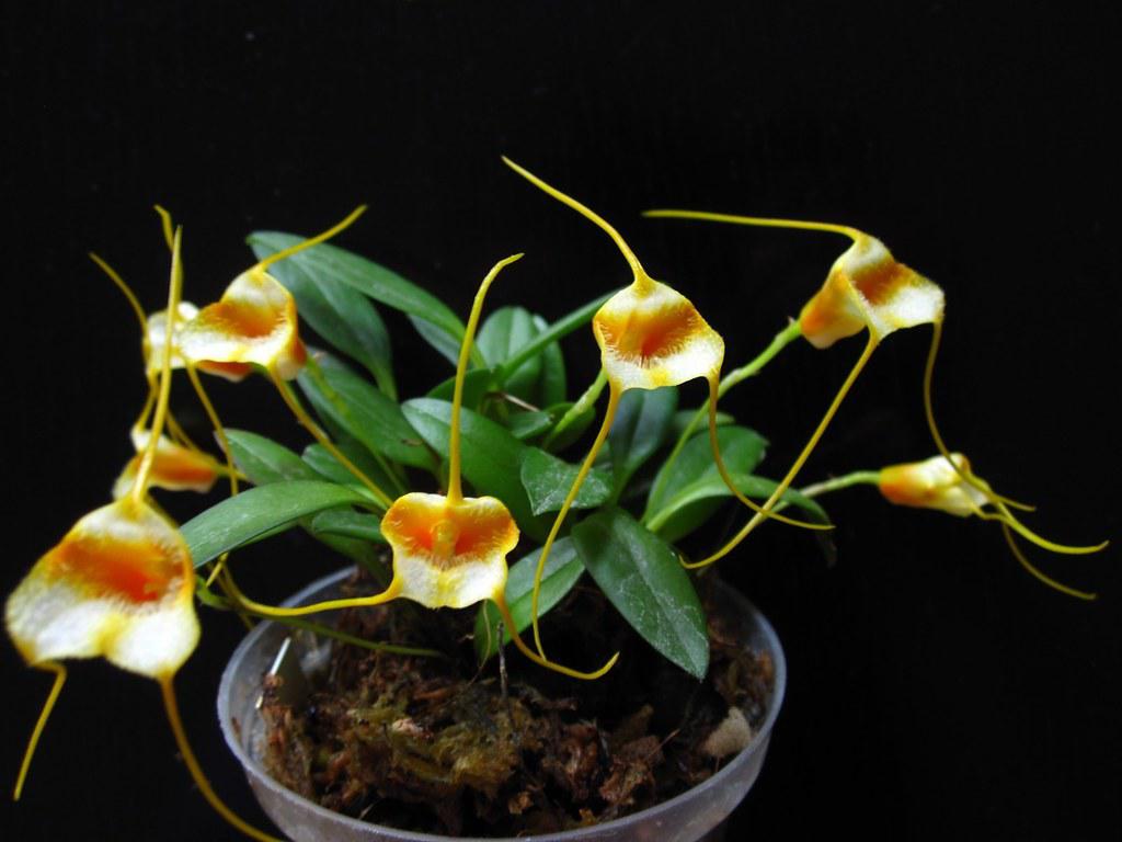 Masdevallia strobelii