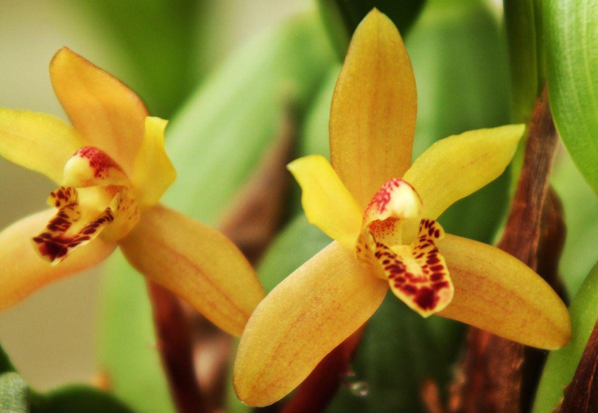 Maxillaria rufescens