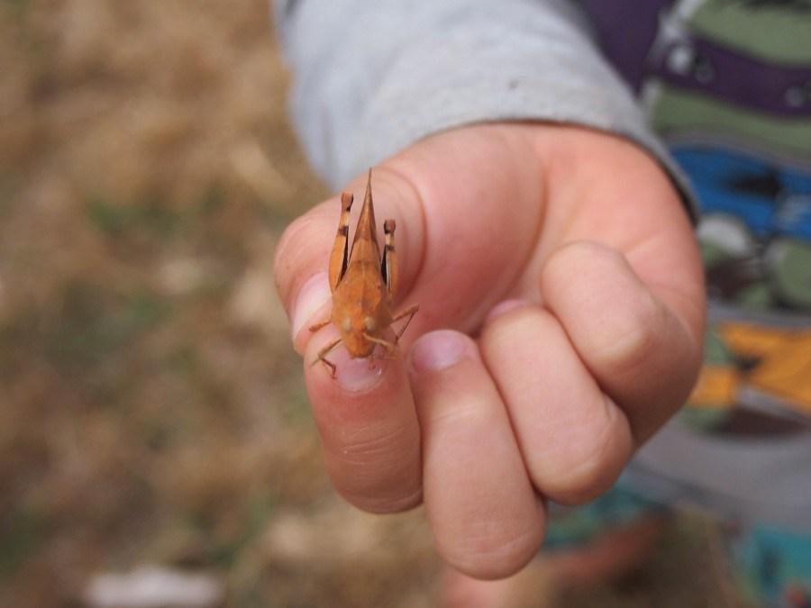 Saltamontes en mano