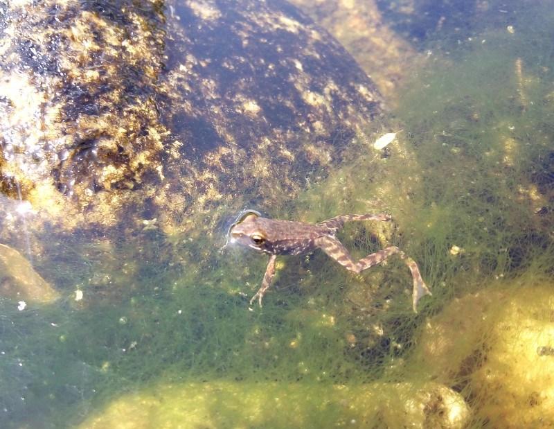 Observar bichos en el río, una rana nadando en el agua