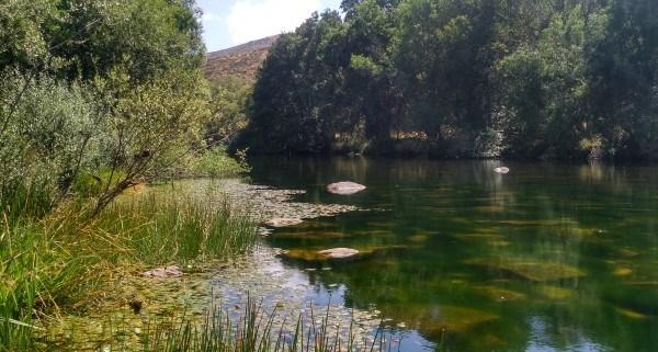Charcas con vegetación de rivera y de aguas calmadas son los mejores sitios de observación de bichos