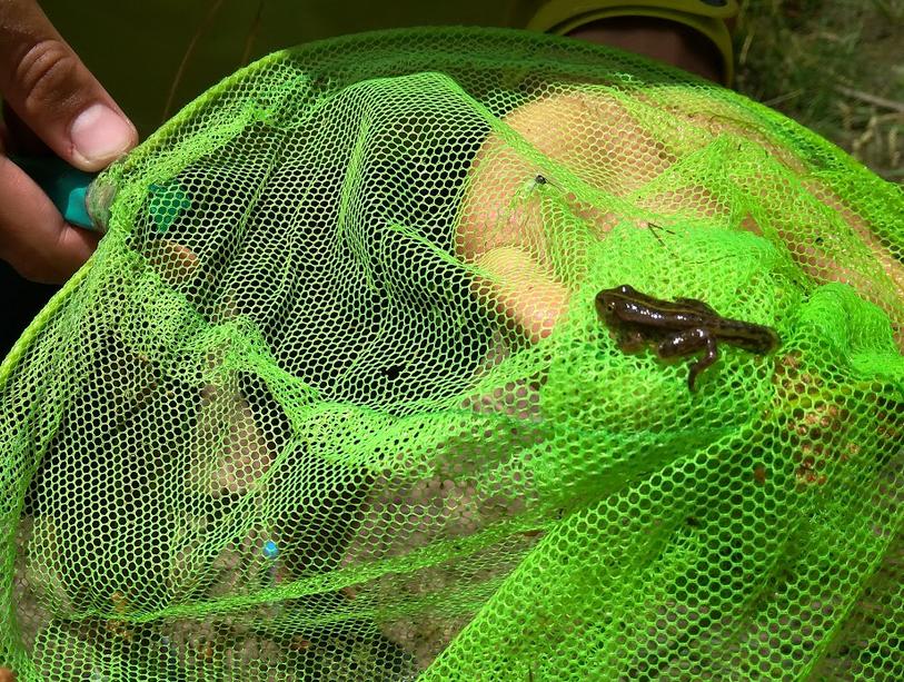 Renacuajo capturado con la red en el río. Las redes son geniales para observar bichos en el río