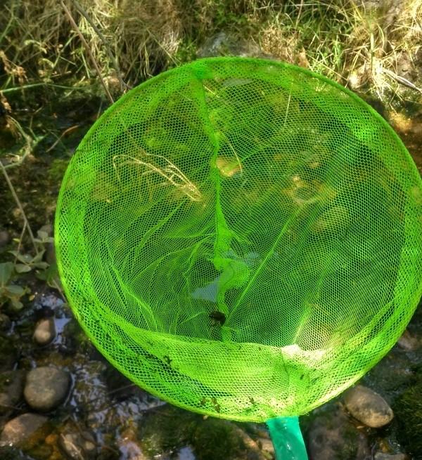 Rana cogida con una red de las de los bazares