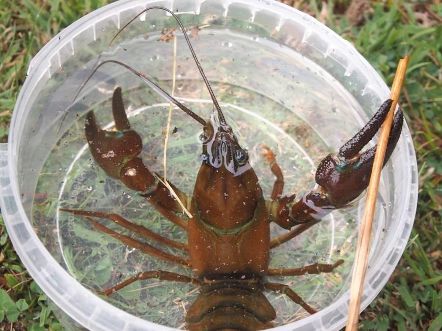 Cangrejo americano en un recipiente de plastico para poder observarlo mejor
