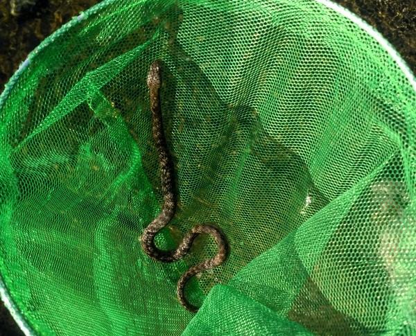 culebra de rio cogida con una red