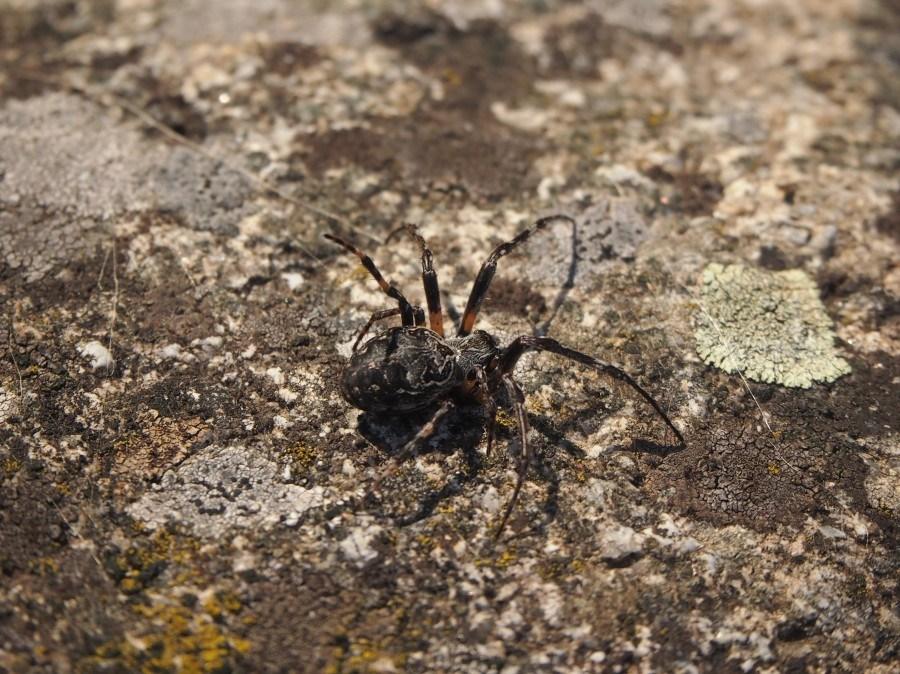 Araña en una piedra
