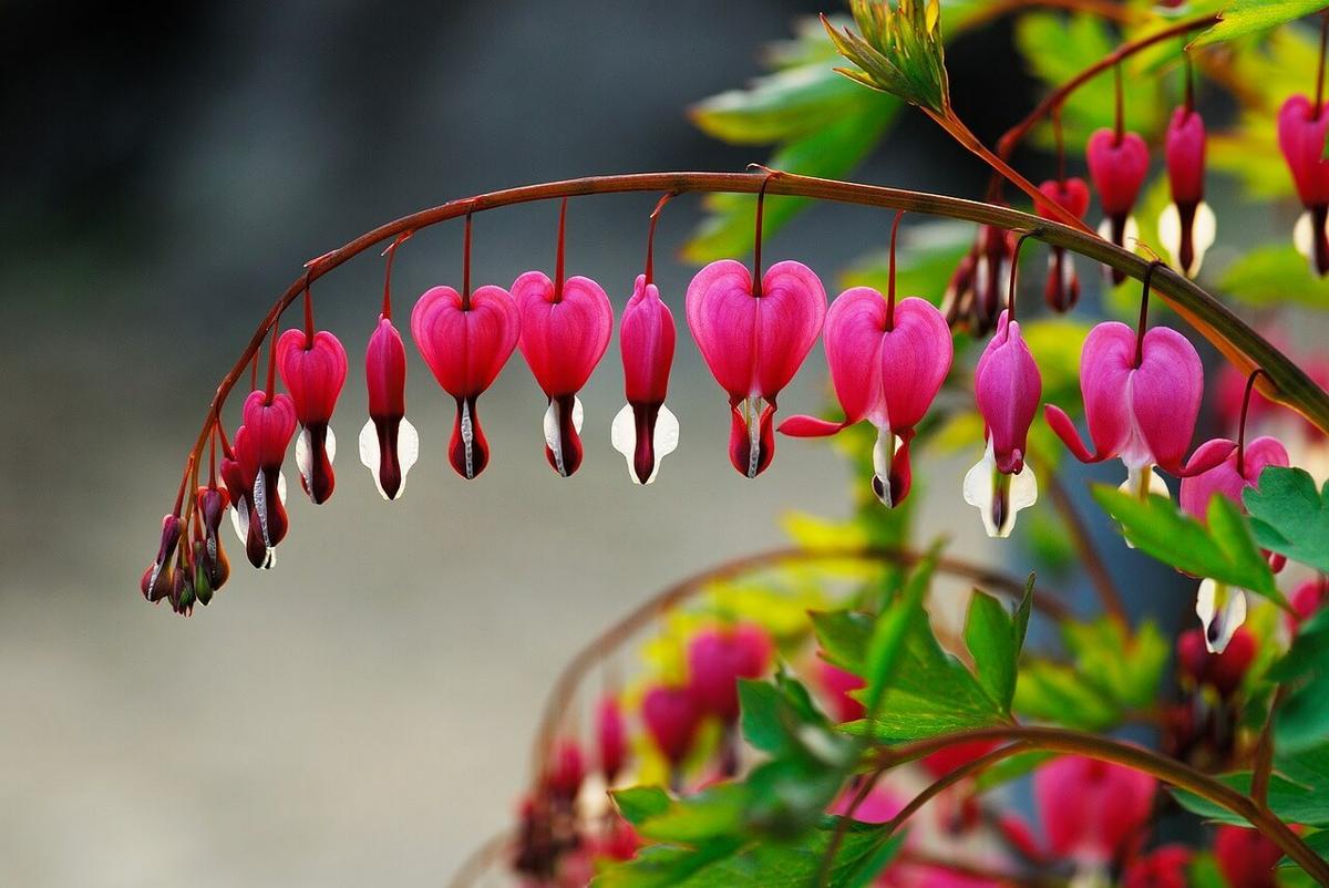 5 de las flores más bonitas del mundo: cuidados y características | Plantas