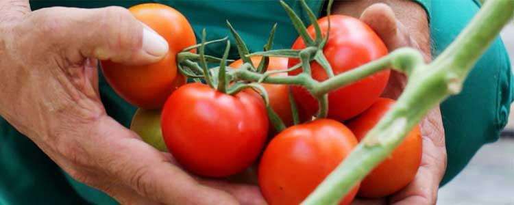 Producción de ozono para plantas