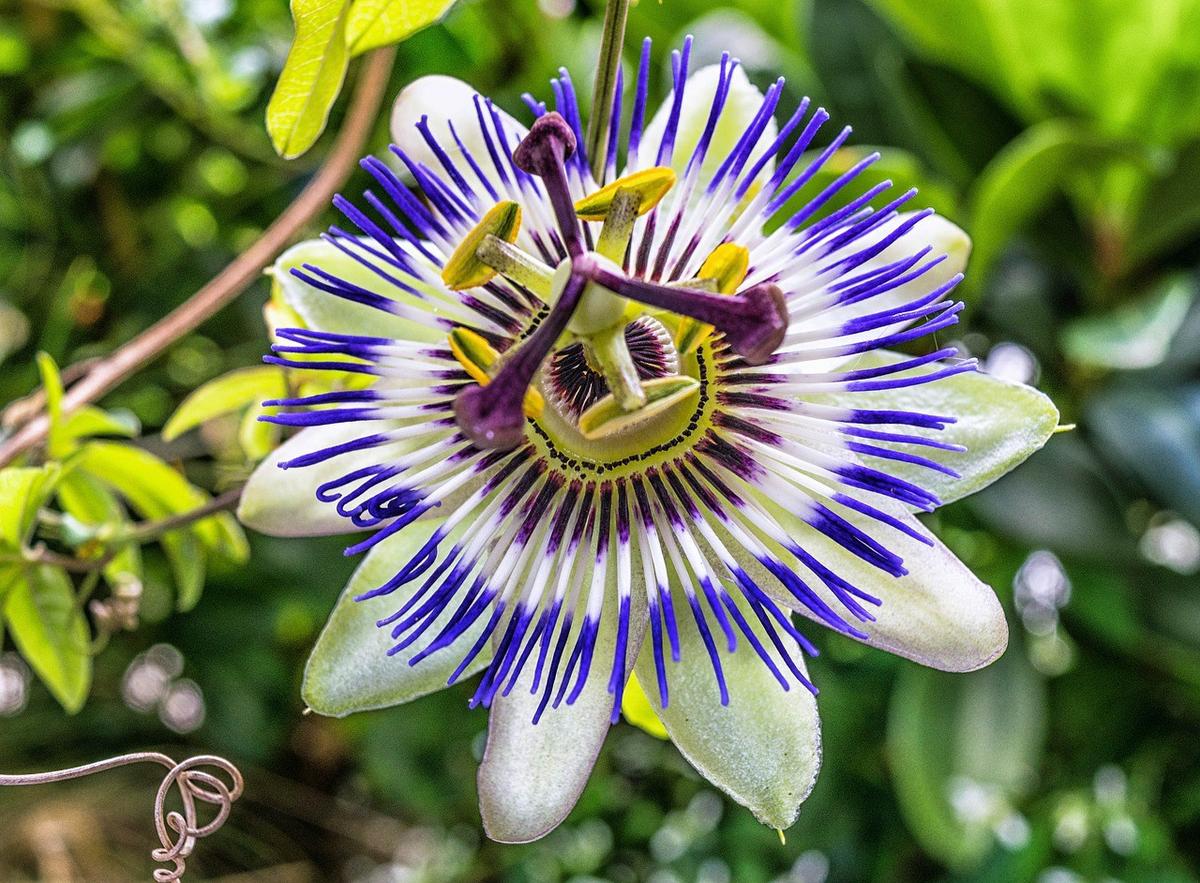 Passiflora flores exóticas del mundo