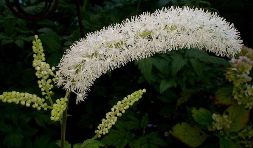 cimicifuga racemosa