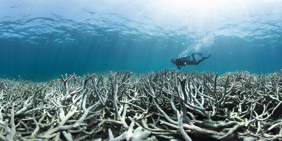 La Gran Barrera de Coral muere en Australia
