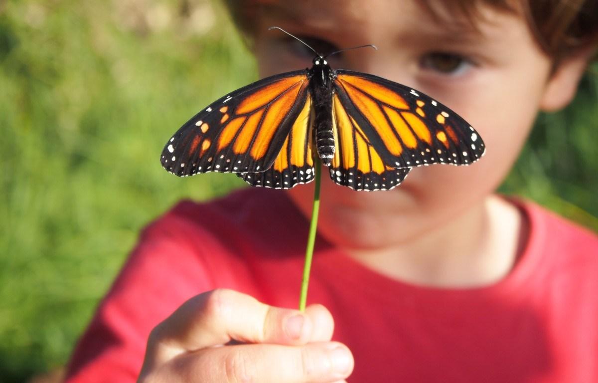 Nico mirando una mariposa monarca de cerca