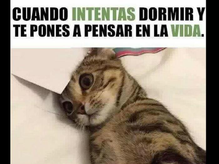 meme gato - BACK TO SCHOOL