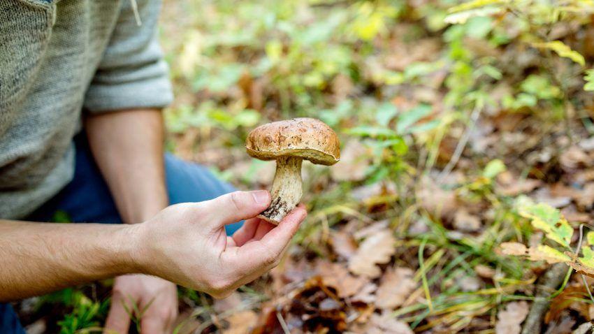 buscar setas - equipacion setera -