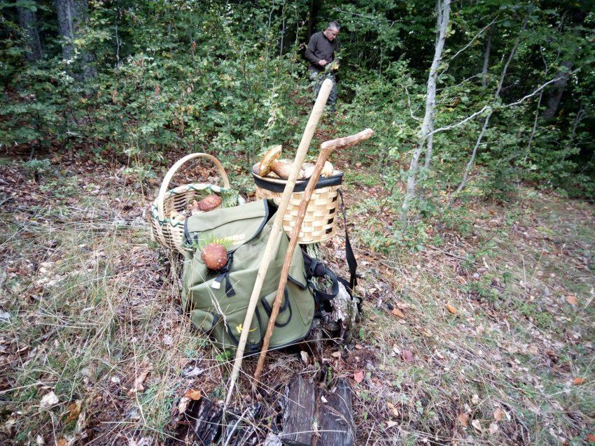 buscar setas - equipacion setera -