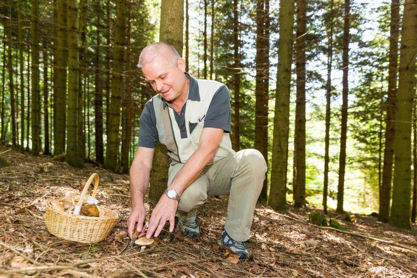 buscar setas - equipacion setera -