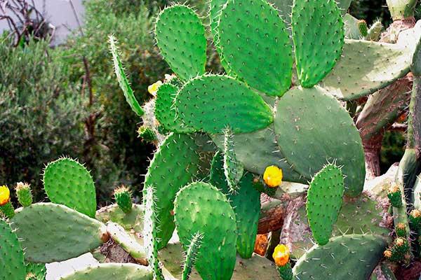 licuados-de-nopal-para-diabeticos