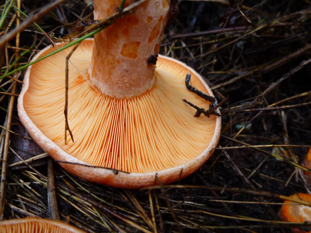 Lactarius deliciosus