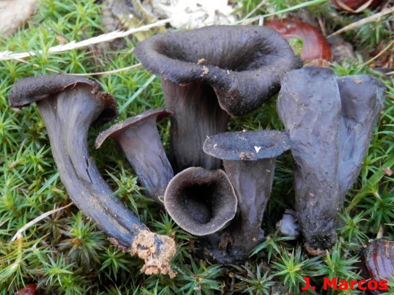 Craterellus cornucopiodes. Crédito Javier Marcos.