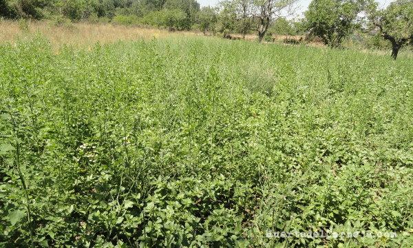 huerta sin cultivar, malas hierbas