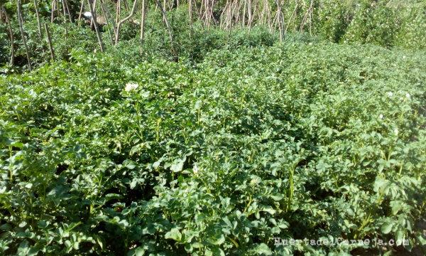 Cultivos establecidos con las malas hierbas controladas