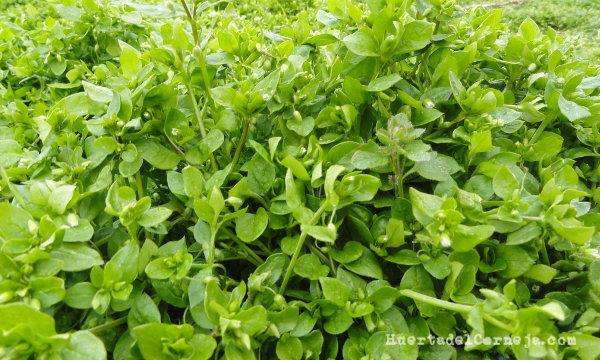 Pamplina, Stellaria media, en la huerta