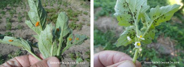 pulgón y huevos de escarabajo en malas hierbas