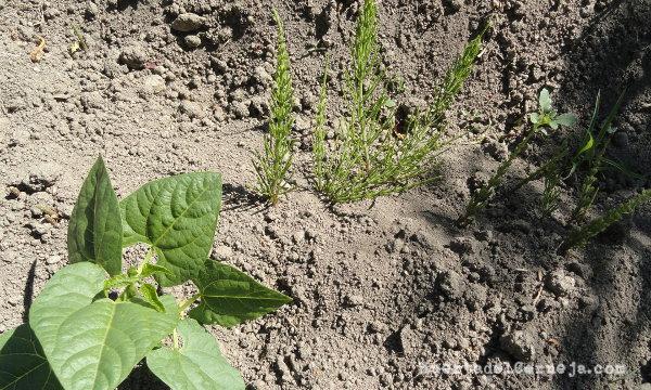 Judías planchadas y cola de caballo